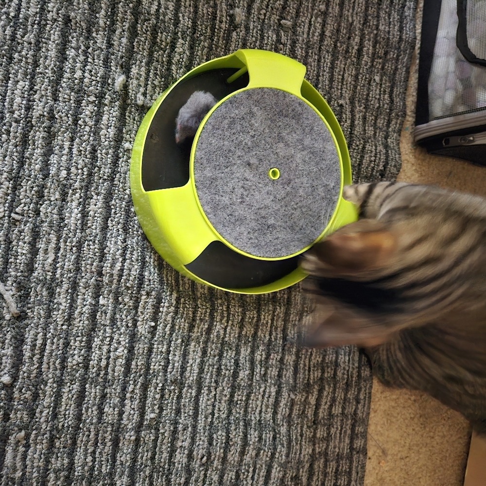 Cat toys - Picture 2 of 2